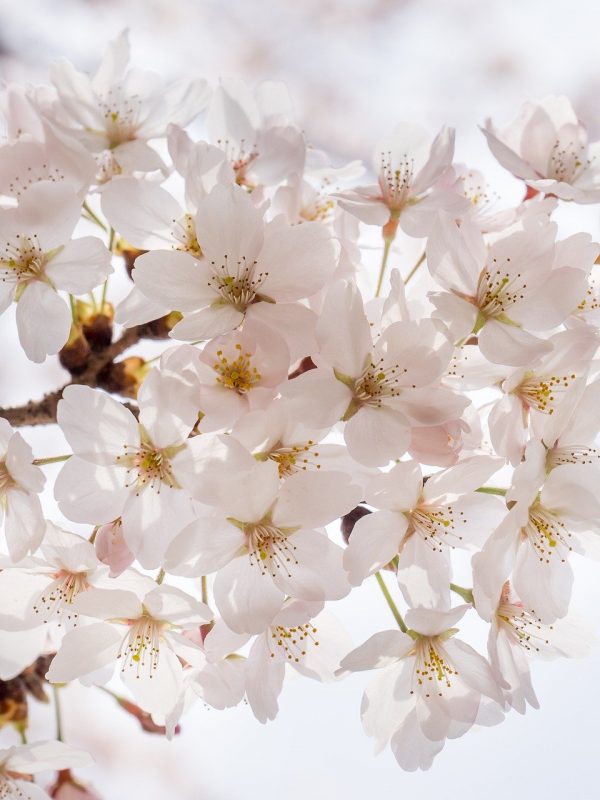 cherry-blossom-1292211_1920